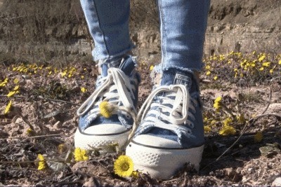 Yellow Flowers 2